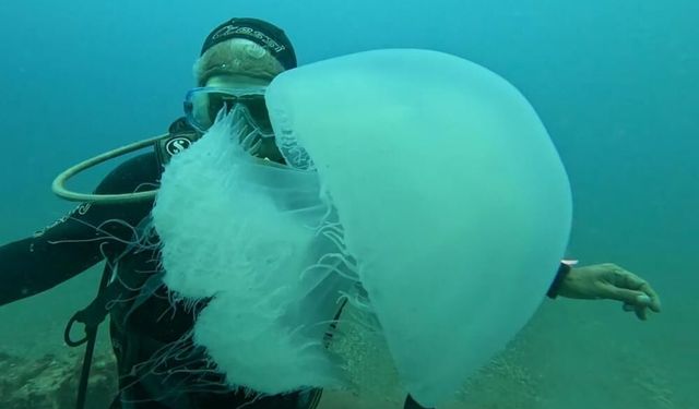 Antalya Körfezi’nde denizanası yoğunluğu: Uzman denizanalarına karşı uyardı