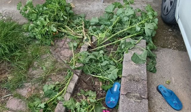 Pencereden düşen küçük kız toprak zemine çakıldı: Hastaneye kaldırıldı