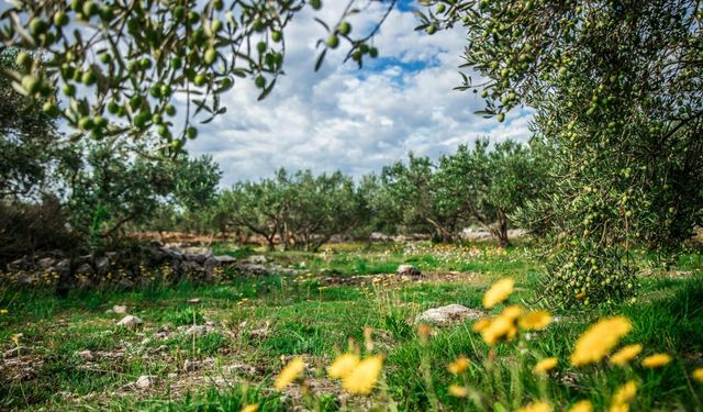 Antalya’nın zeytinyağında yeni merkezi Aksu: 120 tonluk dev tesis geliyor