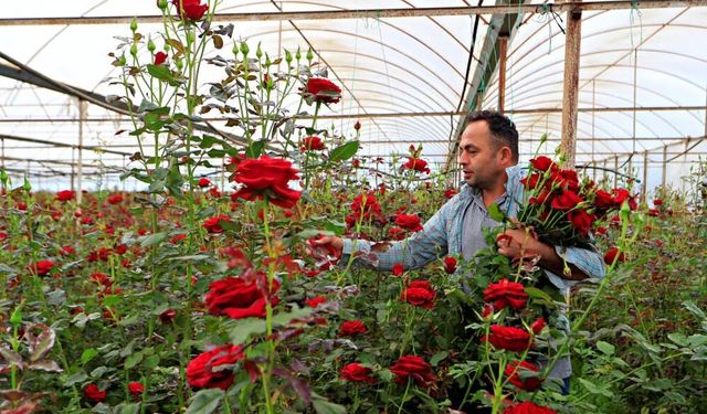 Antalya’da gül yüz güldürmedi: Dalında 20 TL, raflarda 200 TL
