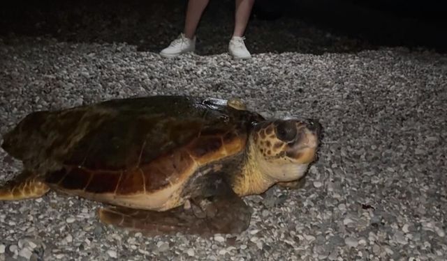 Konyaaltı sahilinde şaşırtan görüntü: Büyüklüğü dikkat çekti