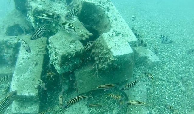 Antalya'da yapay resifler deniz yaşamını canlandırıyor