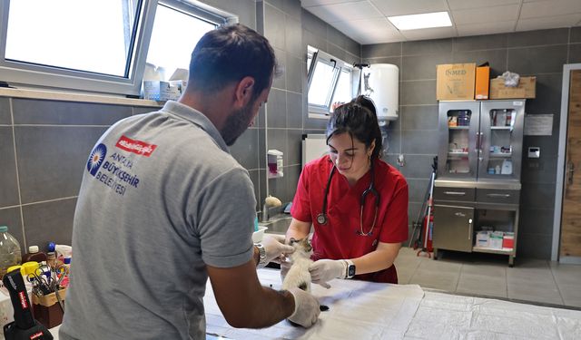 Antalya'da yaralı sokak hayvanlarına 7/24 müdahale