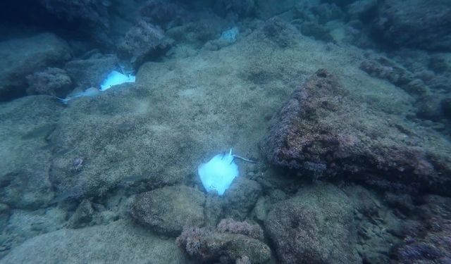 Antalya’da 30’a yakın ölü vatoz görüntülendi: Uzmanı olası sebebi açıkladı