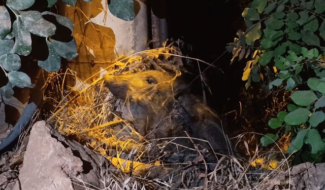 Antalya’da vicdanları yaralayan olay! Yaralı domuz yavrusu elektrik direğine bağlı halde bulundu