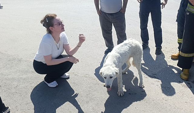 Günlerdir duyulan sesin sırrı ortaya çıktı! Gözyaşları sel oldu