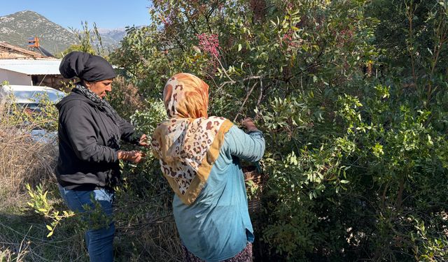 Toroslar’da toplama mesaisi başladı! Doğada kendiliğinden yetişiyor, fiyatı şaşırtıyor