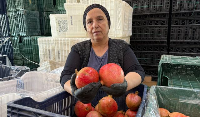 Serik’te nar bolluğu yaşanıyor! Ancak piyasada işler değişti