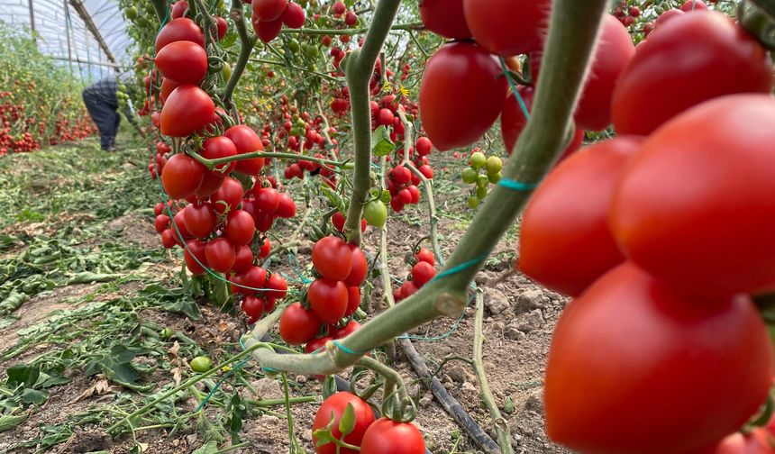 Antalya’da halde sebze ve meyve hareketliliği: Miktar arttı, fiyatlar katlandı