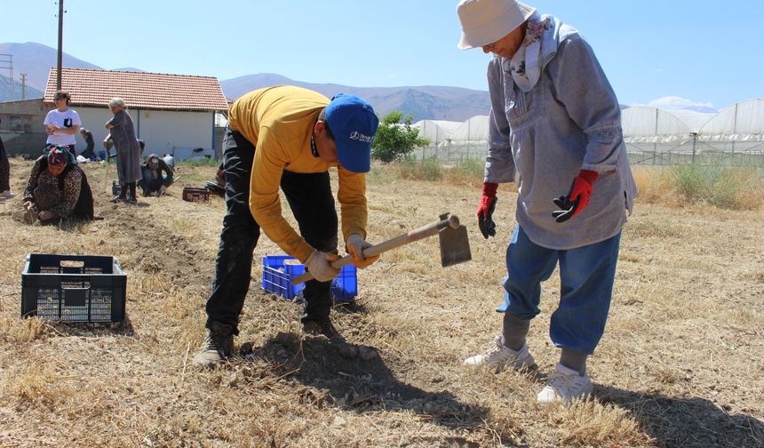 Büyükşehir'den safran soğan hasadı