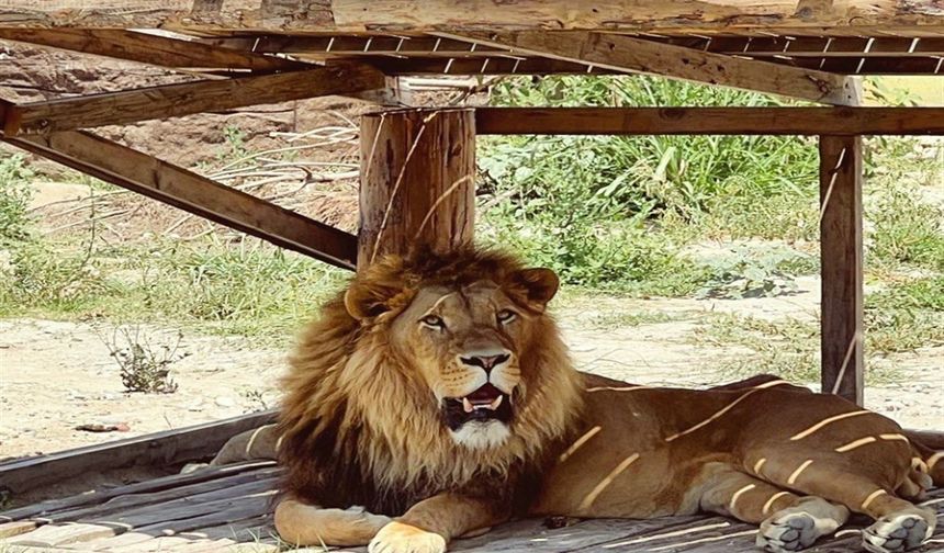 Manavgat’ta parktan kaçan aslan bir kişiyi yaraladı!