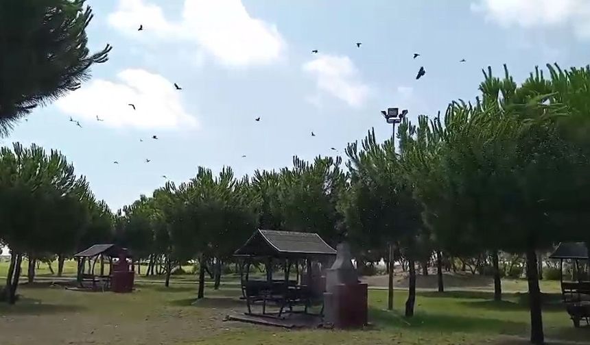 Serik’te karga duyarlılığı: Yaralı kuşu böyle buldular