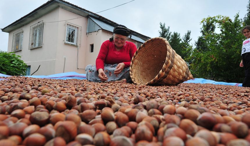 Fındıkta son durum: 2025 fiyatı ne kadar?