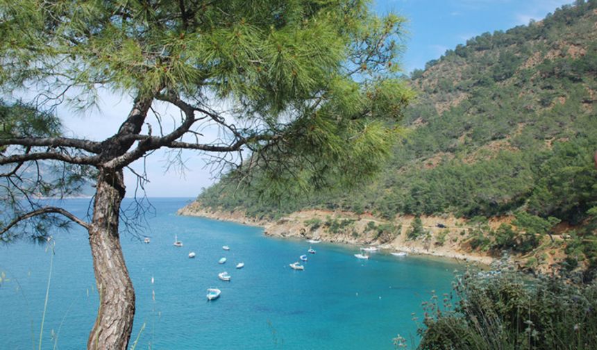 15 farklı lokasyonda aynı anda fidan dikilecek, 8 bin fidan toprakla buluşacak!