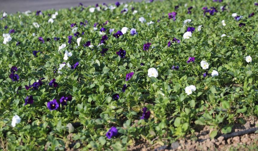 Antalya’yı kış çiçekleri saracak: 4 milyon fidan kent ile özdeşleşecek