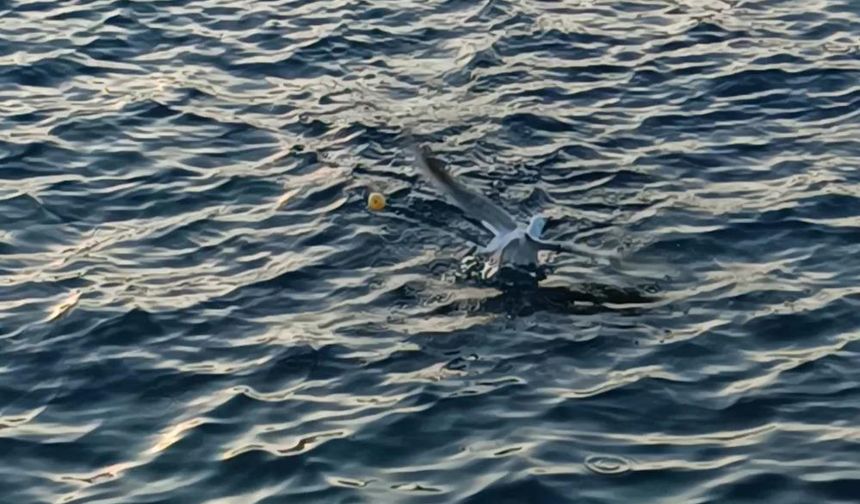 Antalya’da balıkçının nasibine balık değil martı düştü