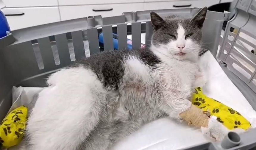 Ağır yaralanan kedi için yardım kampanyası başlatıldı
