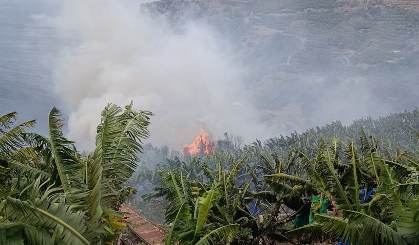 Gazipaşa'da yangın paniği: Muz bahçesi alevlere teslim oldu!