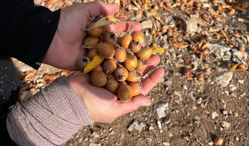 Toroslar’daki gizli miras vatandaşlara gelir kaynağı oldu