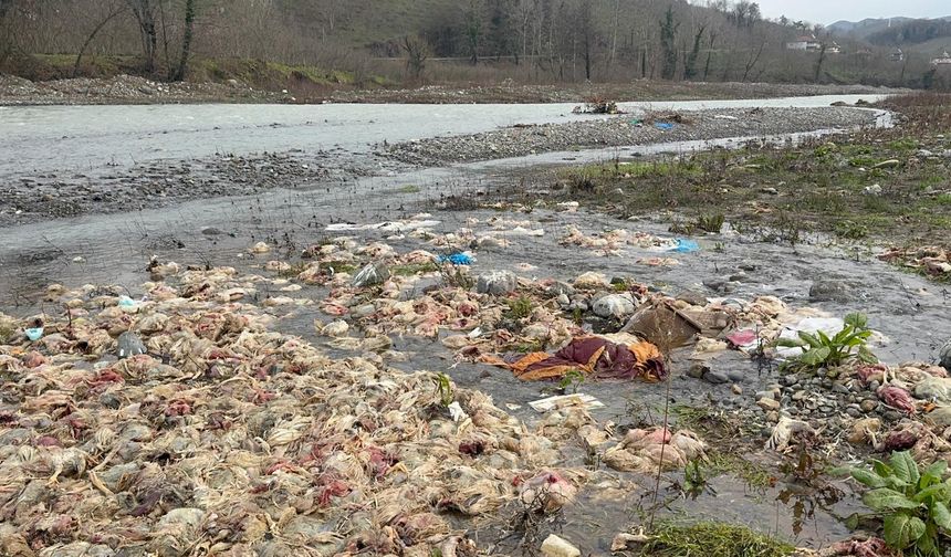 Çay yatağında şoke eden görüntü: Onlarca tavuk ölüsü tedirgin etti