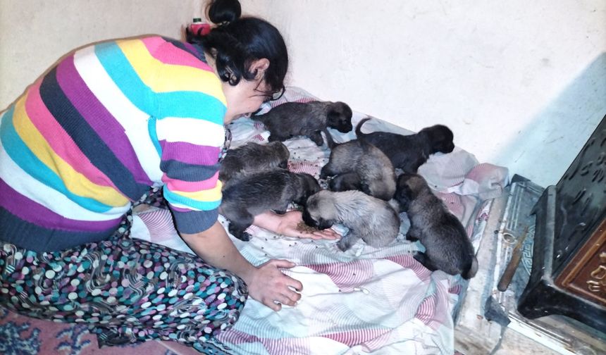Fırtına sonrası anne köpek telef oldu, yavrularına vatandaş sahip çıktı