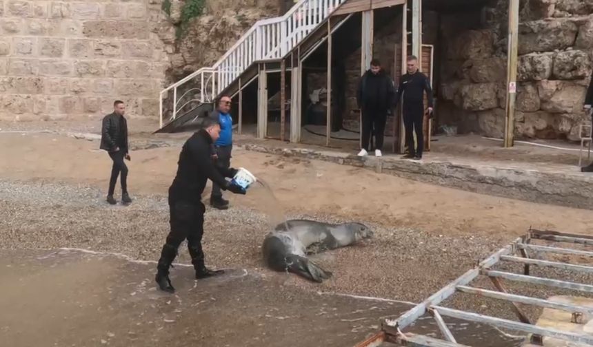 Yunanistan'dan yola çıktı, soluğu Akdeniz sahillerinde aldı!