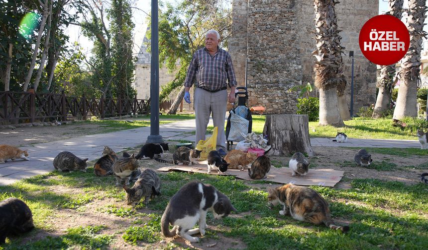 Antalya'da yüzlerce kediye bakıyor, kimi destekliyor, kimi şiddet uyguluyor!