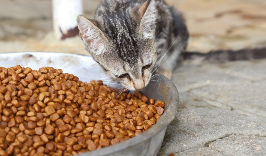 Aksu Belediyesi’nden sokak hayvanlarına destek