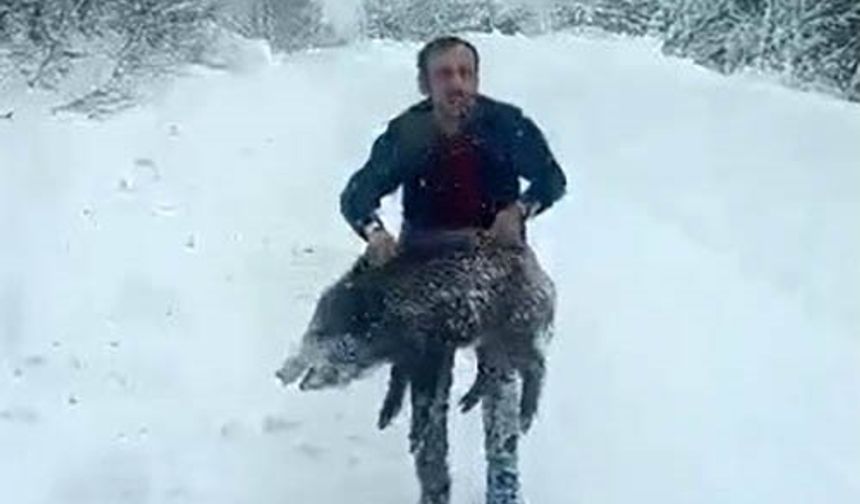 Aracından indi, yaban domuzunu kovalayıp eliyle yakaladı!
