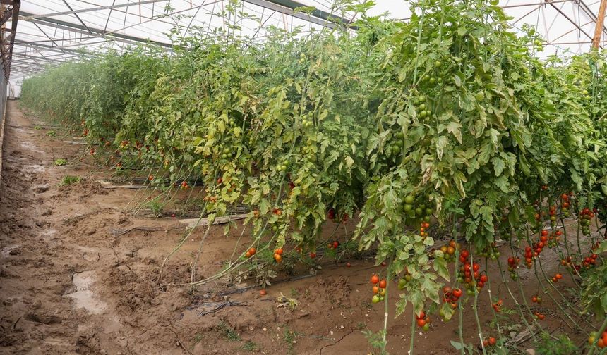 Afetler Aksu'yu perişan etti: 23 mahalle, 500 çiftçi zarar gördü