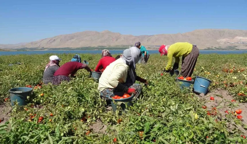 Antalya’daki üreticiler dikkat! Destekler yanabilir
