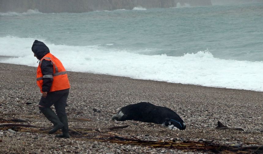 Antalya’da ‘sarı kod’ uyarısı: Sahile dalgalarla birlikte ölü dana vurdu