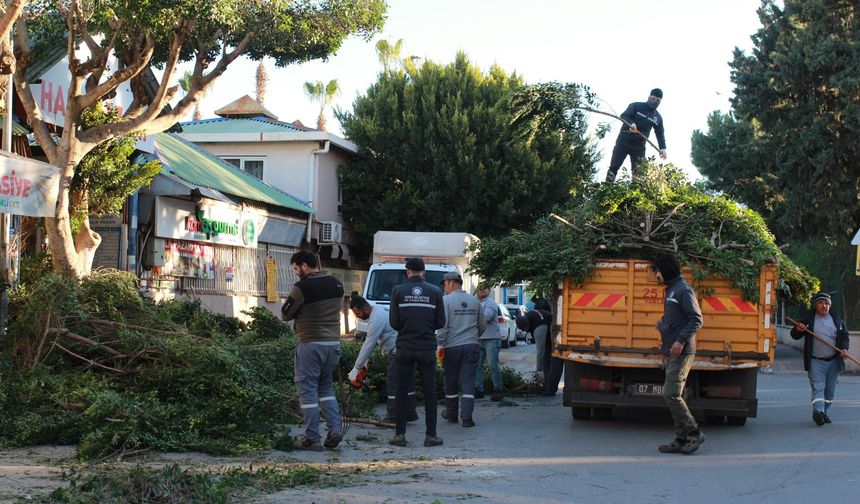 Kepez’de ağaçlar budanıyor: Şehir rahat nefes alıyor