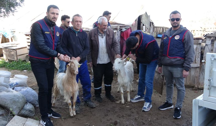 Küçükbaş h*rsızlığı aydınlatıldı: Oğlağın öl*müyle gerçek ortaya çıktı