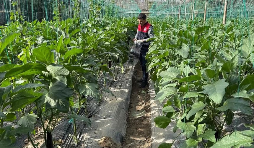 Seralarda denetim! Ürünler imha edilebilir