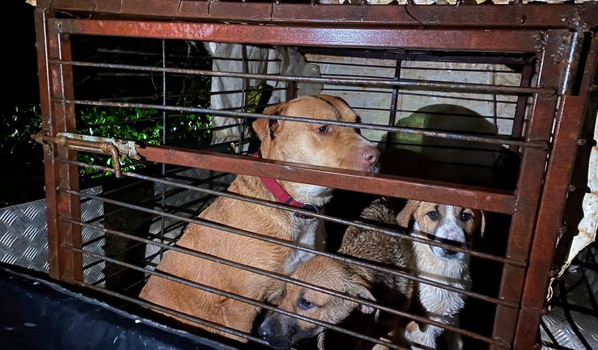 Serik’te özel hayvan barınağı sular altında kaldı