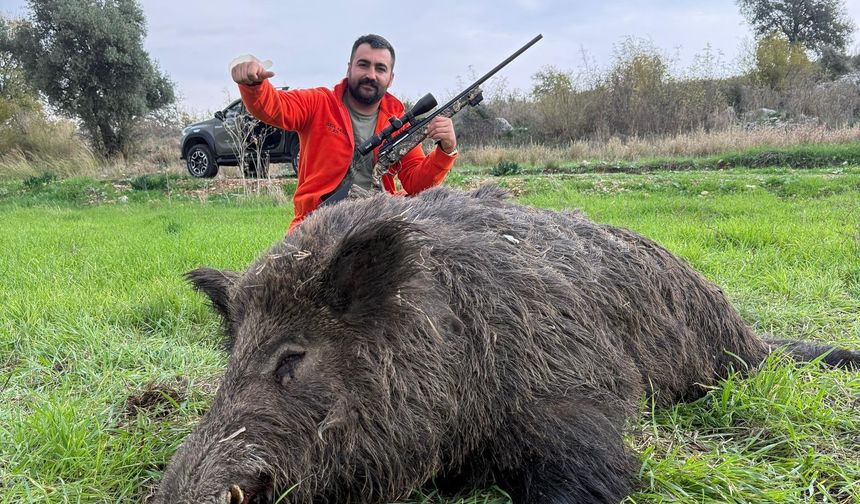 Serik'te tarım alanları korundu, 22 domuz vuruldu!