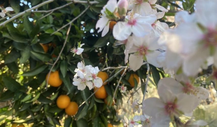 Sıcak havayı gören badem ağaçları çiçek açtı: Uzmanlar don riskine karşı uyardı