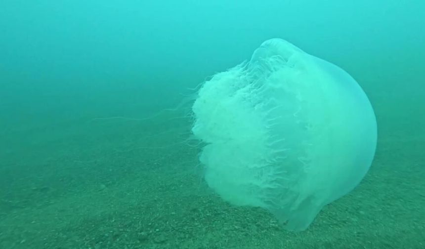 Akdeniz’in en büyüğü Antalya açıklarında görüldü: “Zehri yakıcı!