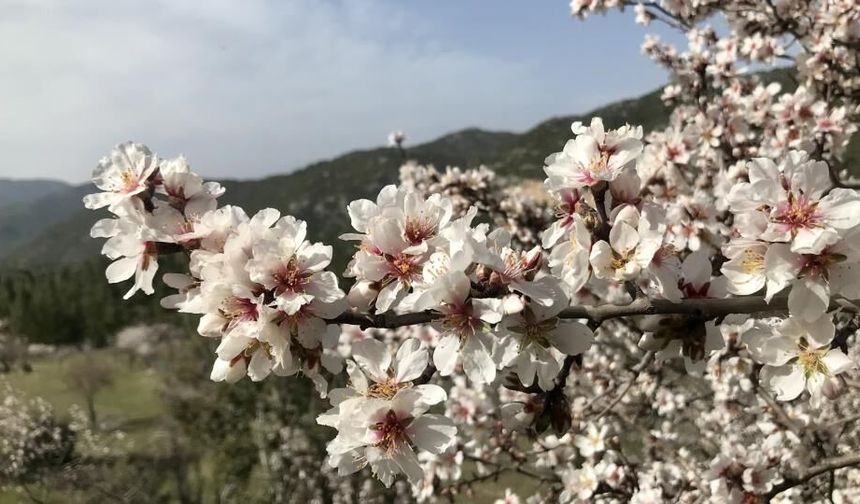 Akseki’ye bahar geldi: Ortaya kartpostallık görüntü çıktı