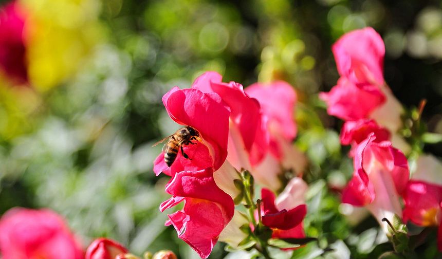 Antalya’nın parkları 4 milyon çiçekle renklenecek