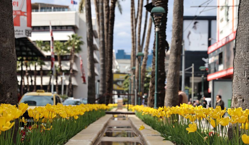 Antalya sokaklarına bahar geldi! Laleler sokakları renklendirdi!