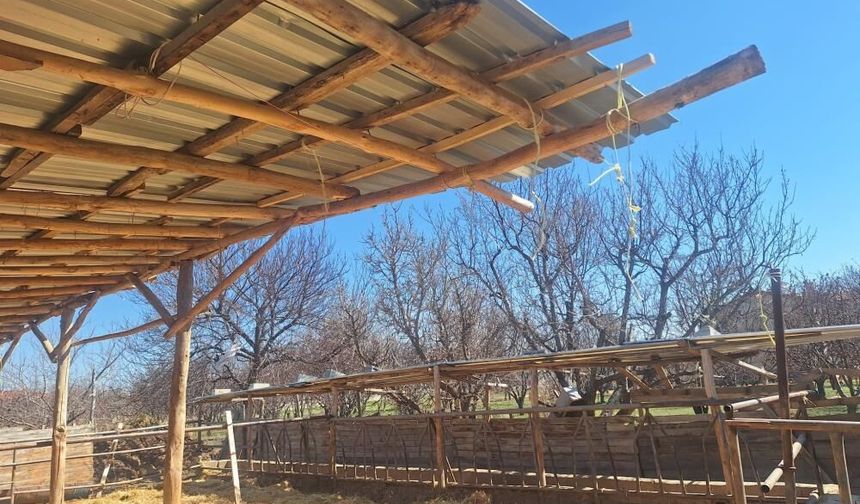 Besi çiftliğinde skandal görüntü! Bilerek mi çamura batırıldı?