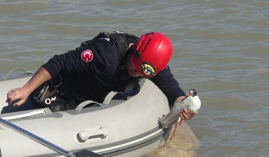 Misinalara dolanan martı 1 saatlik çalışmayla kurtarıldı