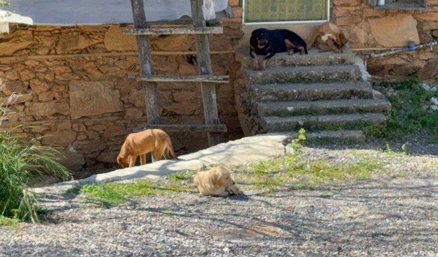 Gazipaşa'da 7 yaşındaki ç*cuğa köpek s*ldırdı!