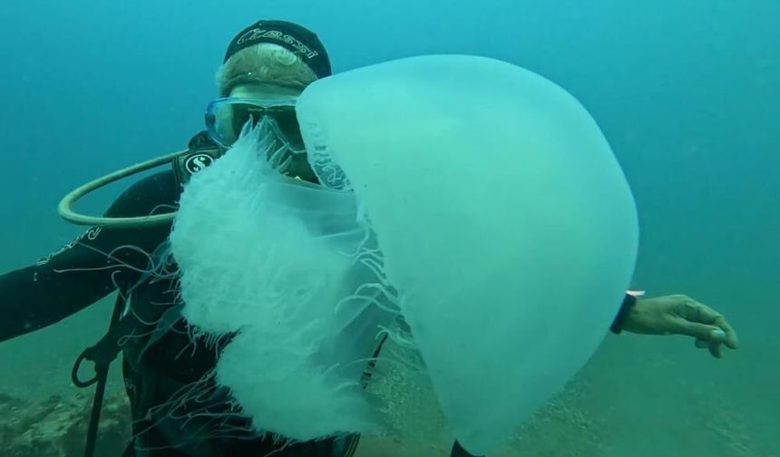 Antalya Körfezi’nde denizanası yoğunluğu: Uzman denizanalarına karşı uyardı