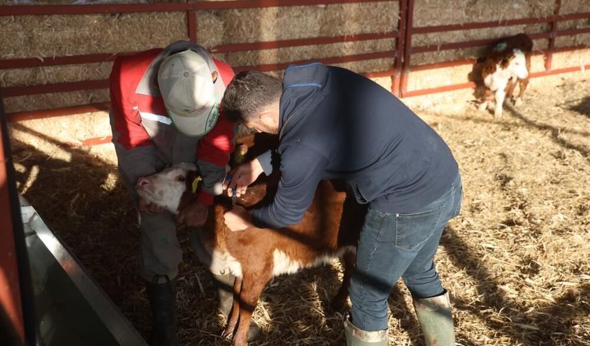 Ziraat Mühendisliği’ni bırakıp hayvancılığa başladı: “Pişman olmayacağım” dedi