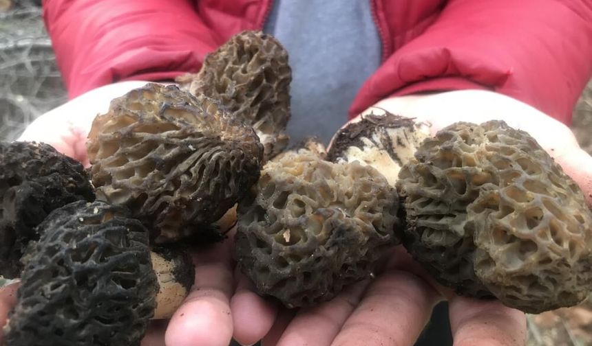 Akseki’de kuzugöbeği heyecanı: Kilosu 500 TL’den satılıyor