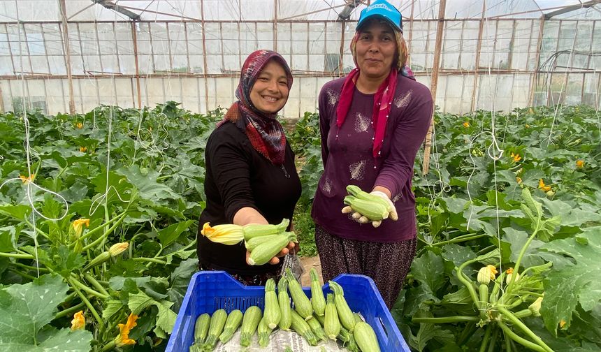 Aksu’da kadın emeği tarımı güçlendiriyor: Hem üretim hem ihracat