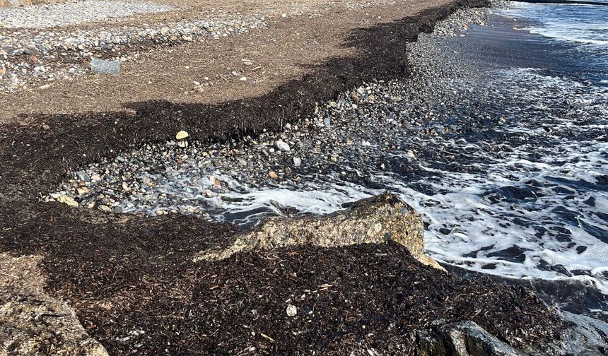Alanya sahilinde gizemli görüntü tedirgin etti: Gerçek sonradan ortaya çıktı